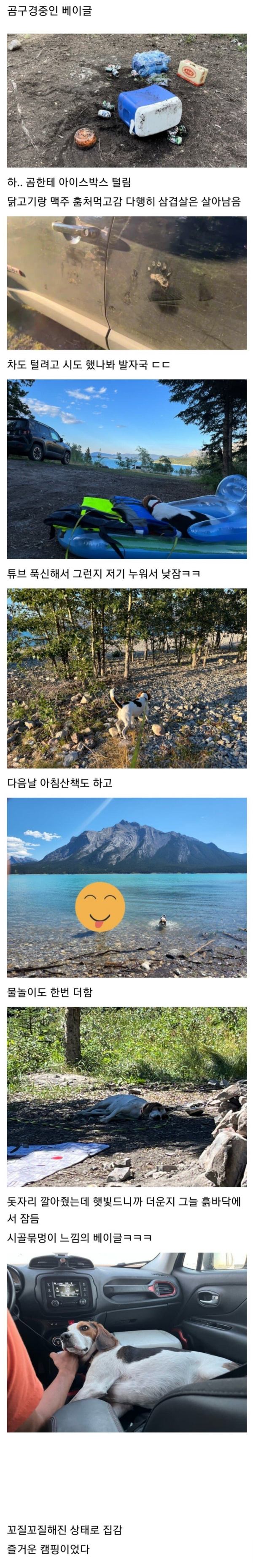 캠핑 가서 흑곰한테 삥 뜯긴 디시인